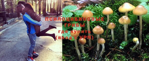 гашик Аркадак
